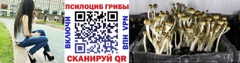 kraken tor  Козельск  Псилоцибиновые грибы Cubensis 